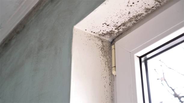 Best Attic Mold Removal  in Karns, TN