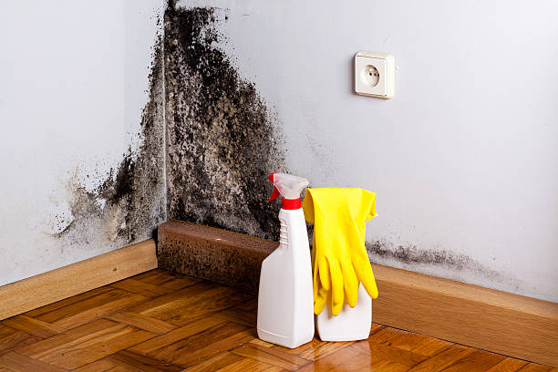 Best Toxic Mold Removal  in Karns, TN